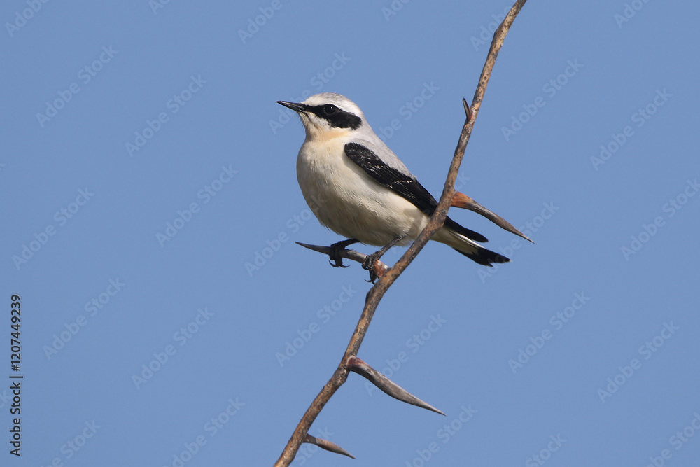 wild birds in nature