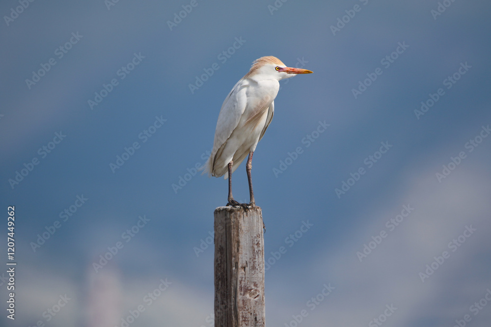 wild birds in nature