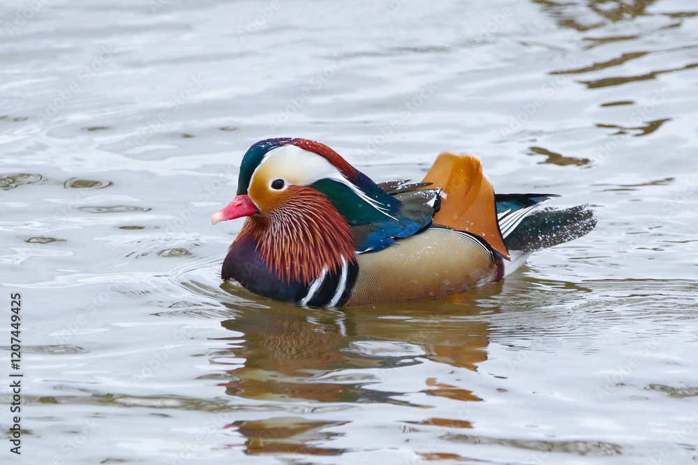 wild birds in nature