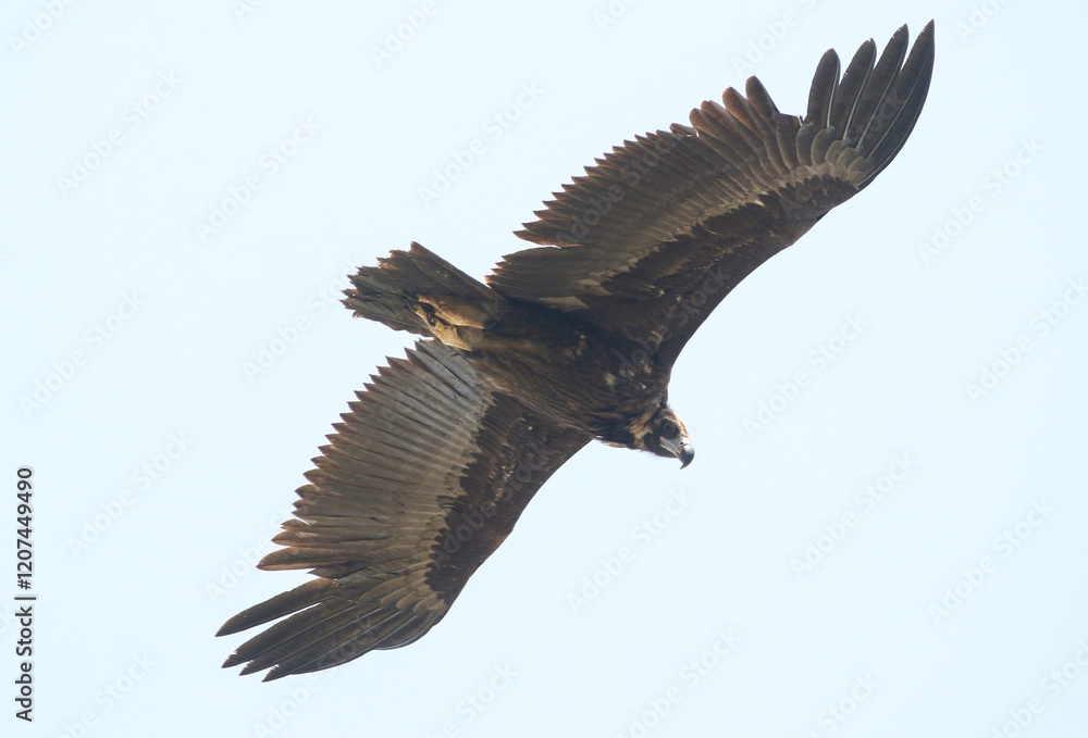 wild birds in nature