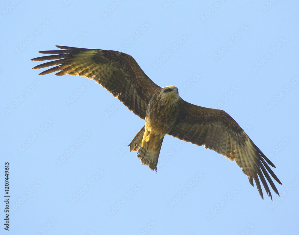 wild birds in nature