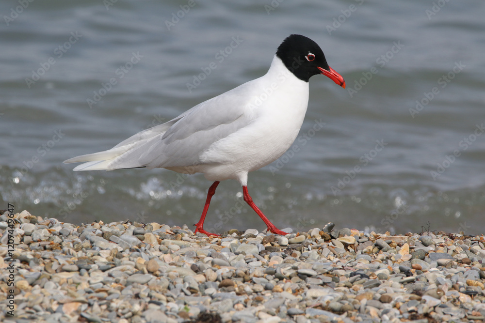 wild birds in nature
