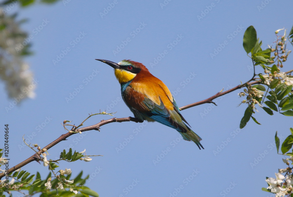wild birds in nature