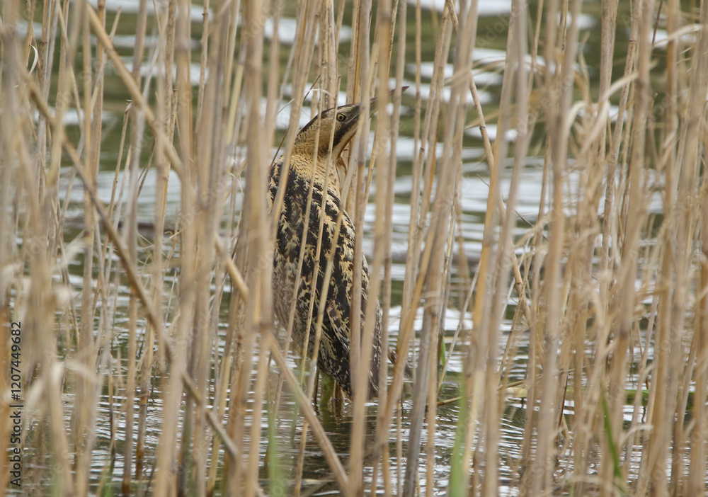 wild birds in nature