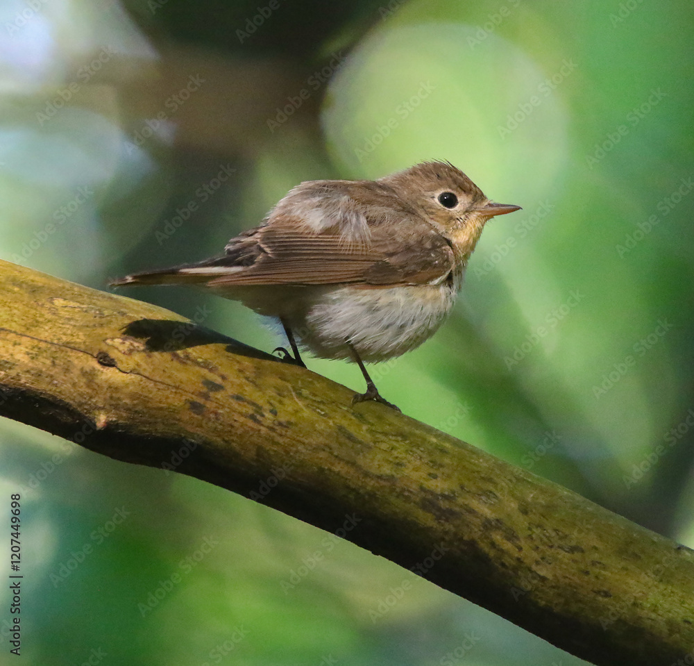 wild birds in nature