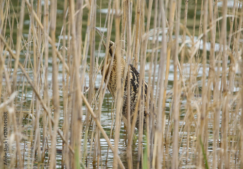Eurasian Bittern, real photo