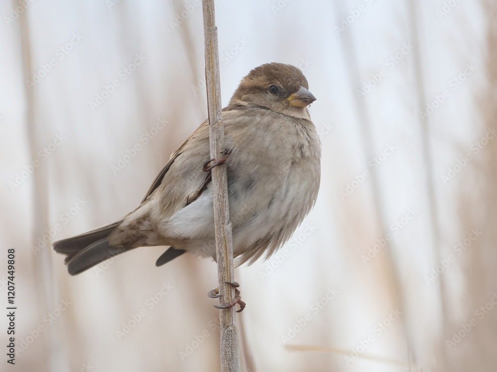 wild birds in nature