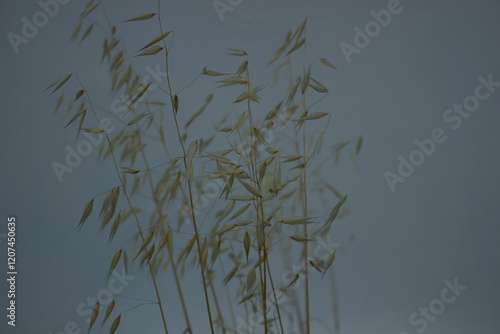 Black Oats Plant, Avena Strigosa photo