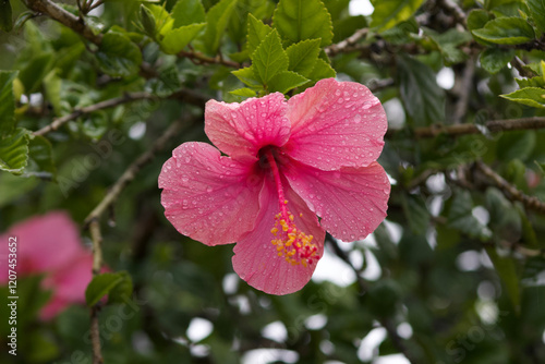 Wallpaper Mural Pink Chinese Hibiscus, Hibiscus Rosa-Sinensis Torontodigital.ca