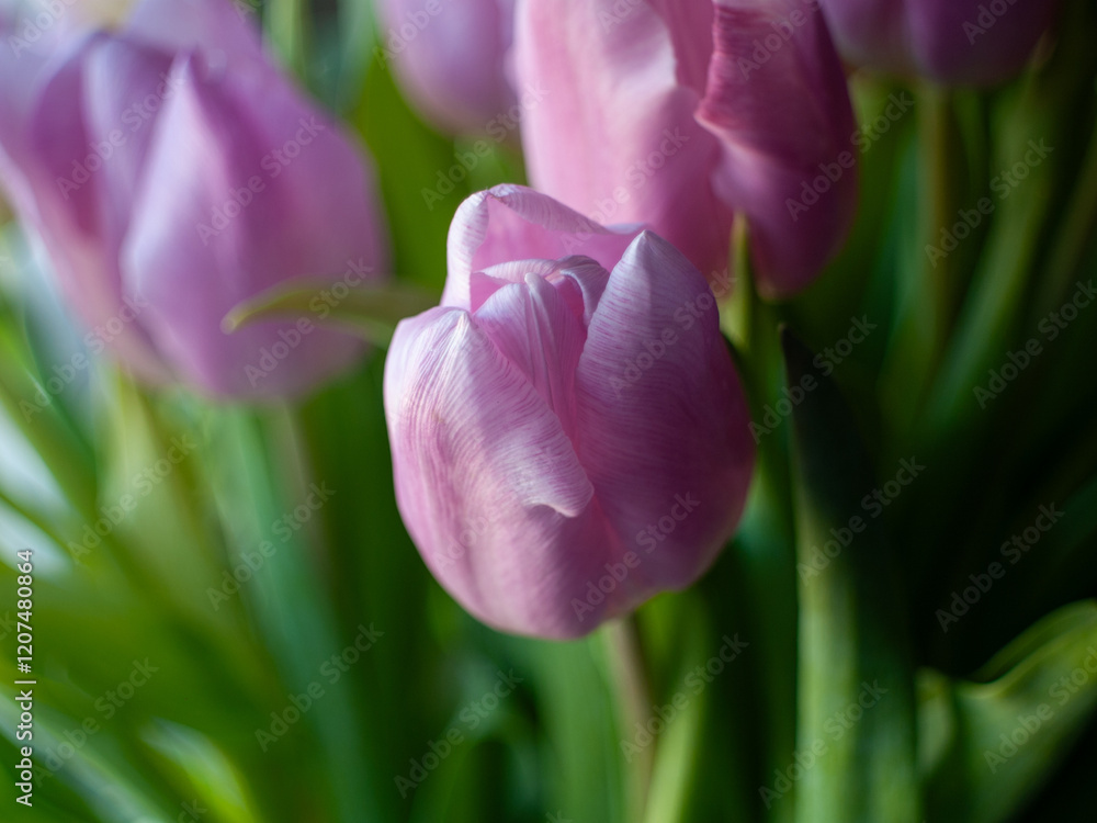 A pink flower with a green stem A pink flower with a green stem