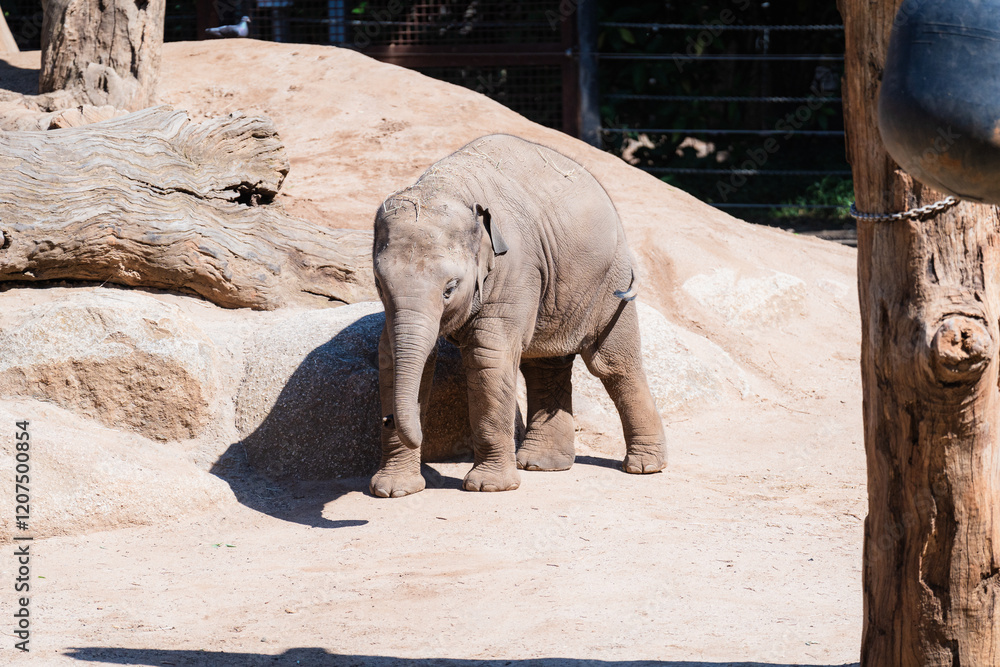 Fototapeta premium elephant in zoo