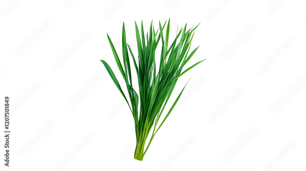Naklejka premium Fresh bunch of green chives, vibrant and aromatic, ideal for culinary use or garnish, isolated on a white background.
