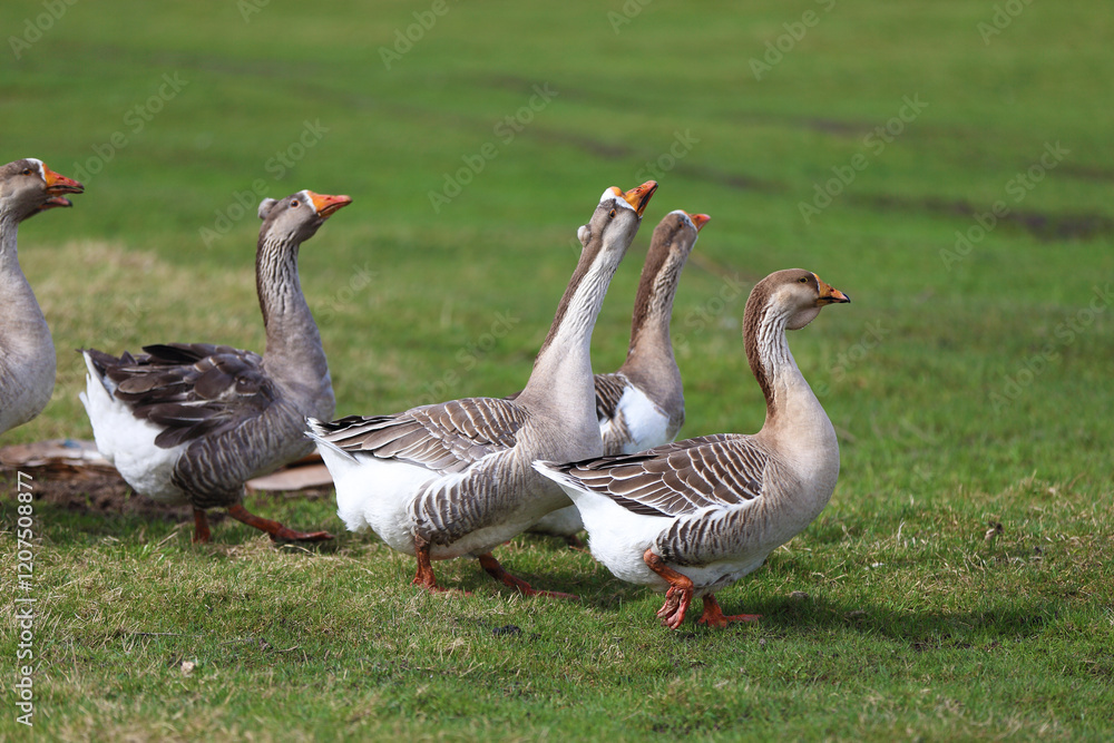 Geese graze on a green meadow. A flock of domestic geese walks one after another across the field. Geese graze on a green meadow. A flock of domestic geese walks one after another across the field.