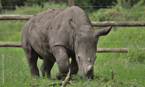 cute southern white rhino orphaned calf grazing in the orphanage enclosure in the wild solio game reserve, kenya photo