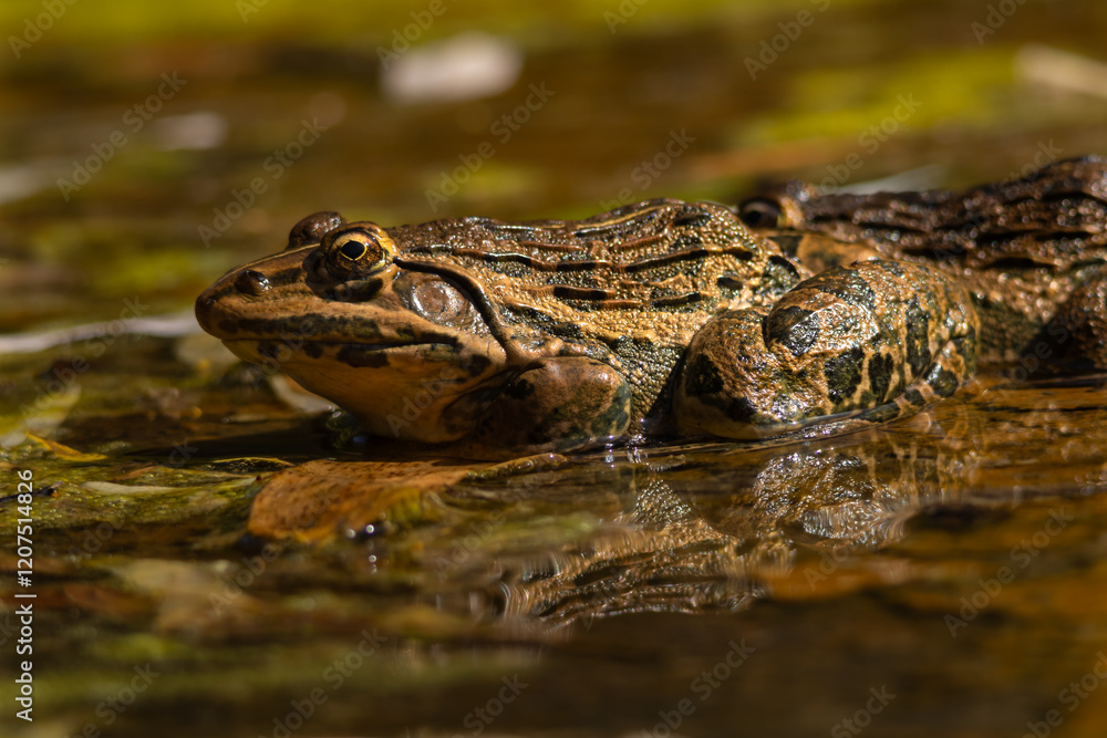 frog in the water frog in the water