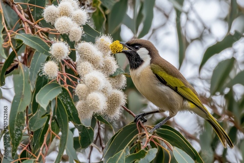 A blue-faced honeyeater feeding on nectar from blossoms in a flowering gum tree, its vibrant colors a blur of activity photo