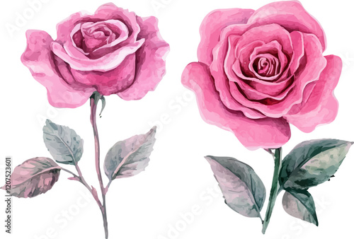 pink rose on white