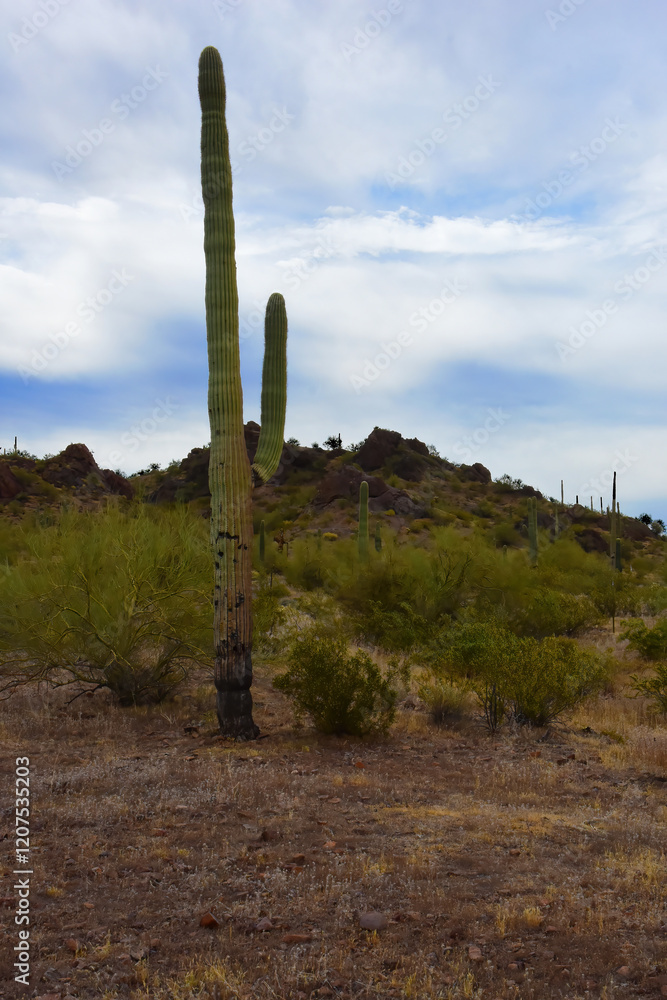 Sonora Desert Arizona Picacho Peak State Park Sonora Desert Arizona Picacho Peak State Park