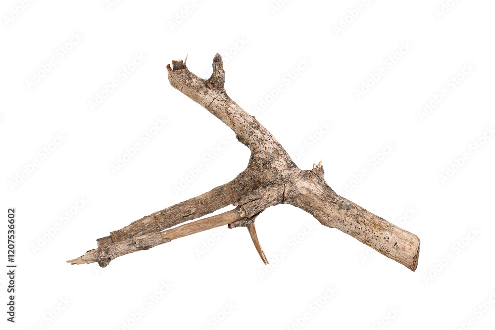 Fototapeta premium Dry tree branch isolated on white background with clipping path.