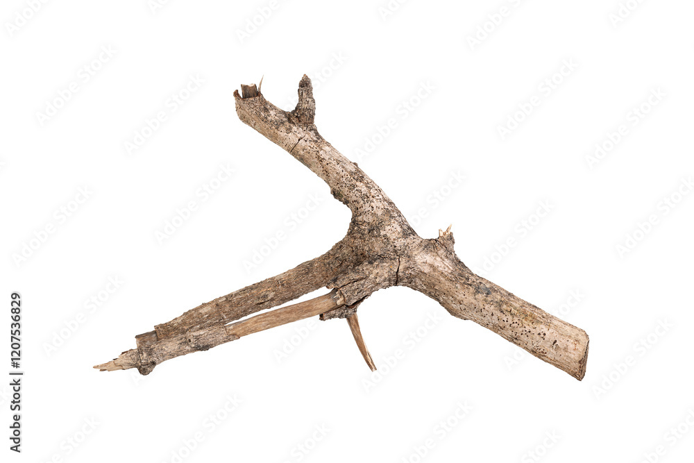 Dry tree twigs branches isolated on white background with clipping path. Dry tree twigs branches isolated on white background with clipping path.