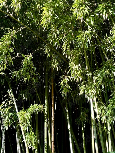 Russia, Krasnodarskiy Kray, Sochi, September 29, 2024. bamboo forest arboretum in Sochi photo