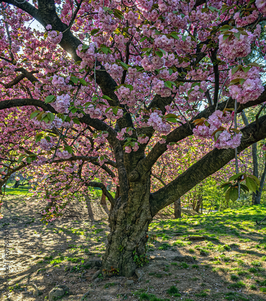 Naklejka premium Japanese cherry tree in spring