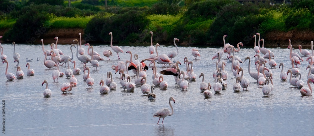 Fototapeta premium Flamingos (Phoenicopterus roseus) in the Ria Formosa Natural Park, Olhão, Algarve, Portugal