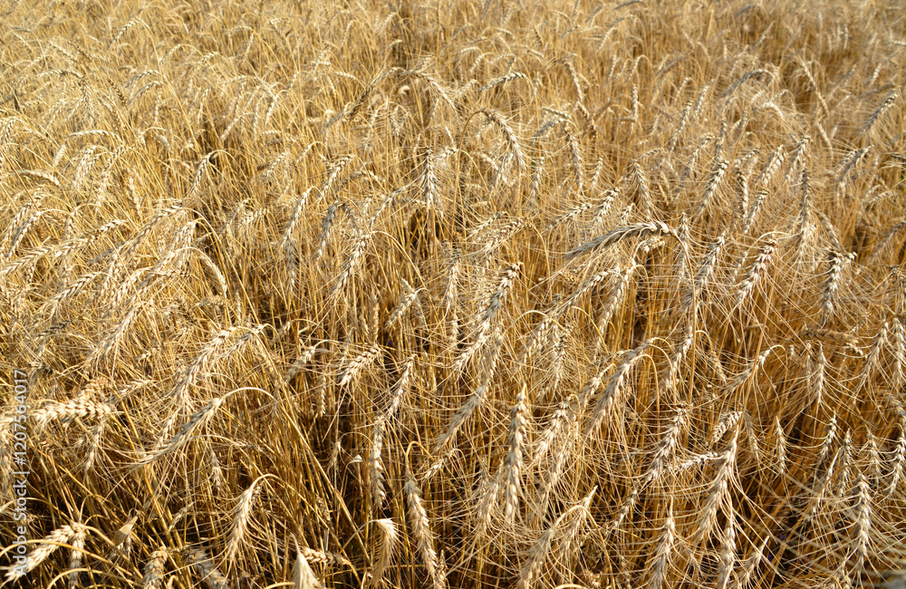 Golden Wheat Field close up ripe wheat industry Golden Wheat Field close up ripe wheat industry
