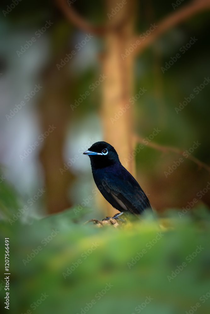 Fototapeta premium Seychelles Paradise Flycatcher 