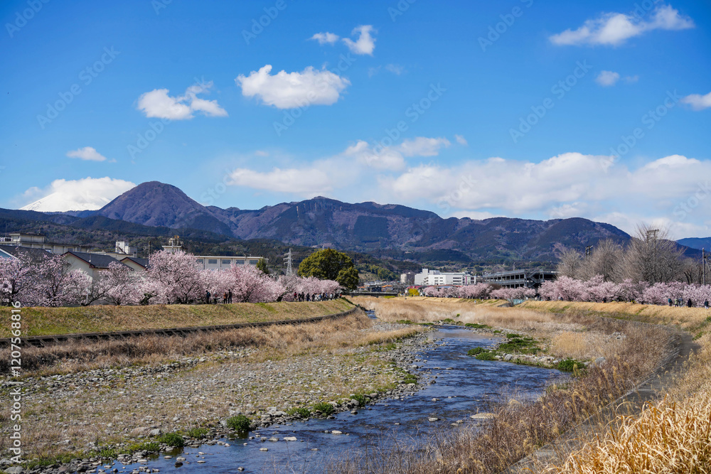 春めき桜が咲き誇る足柄の川沿い風景