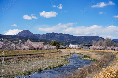 春めき桜が咲き誇る足柄の川沿い風景