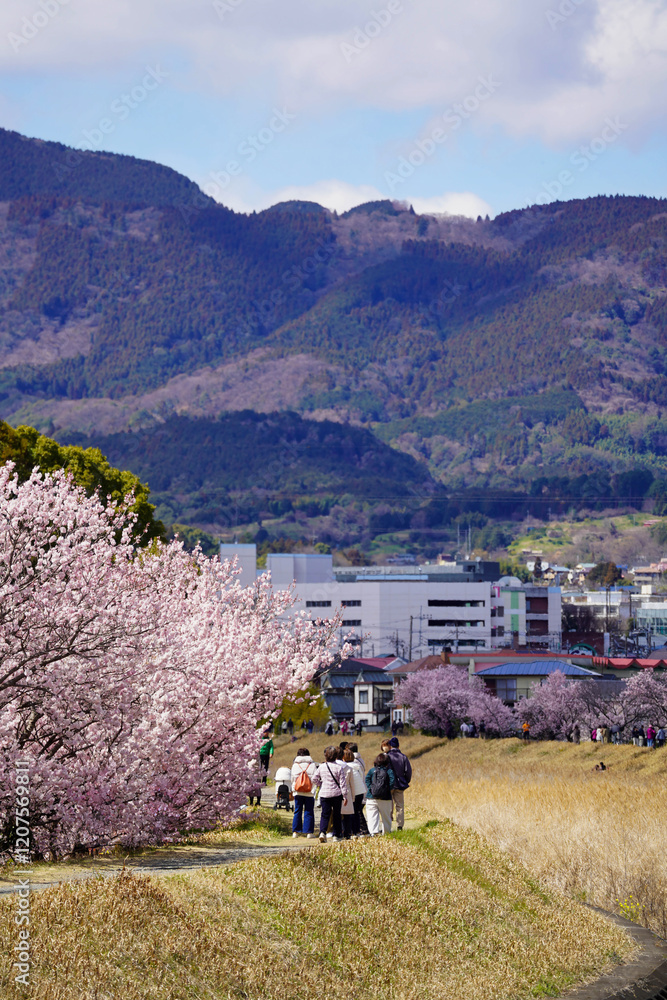 春めき桜が咲き誇る足柄の川沿い風景