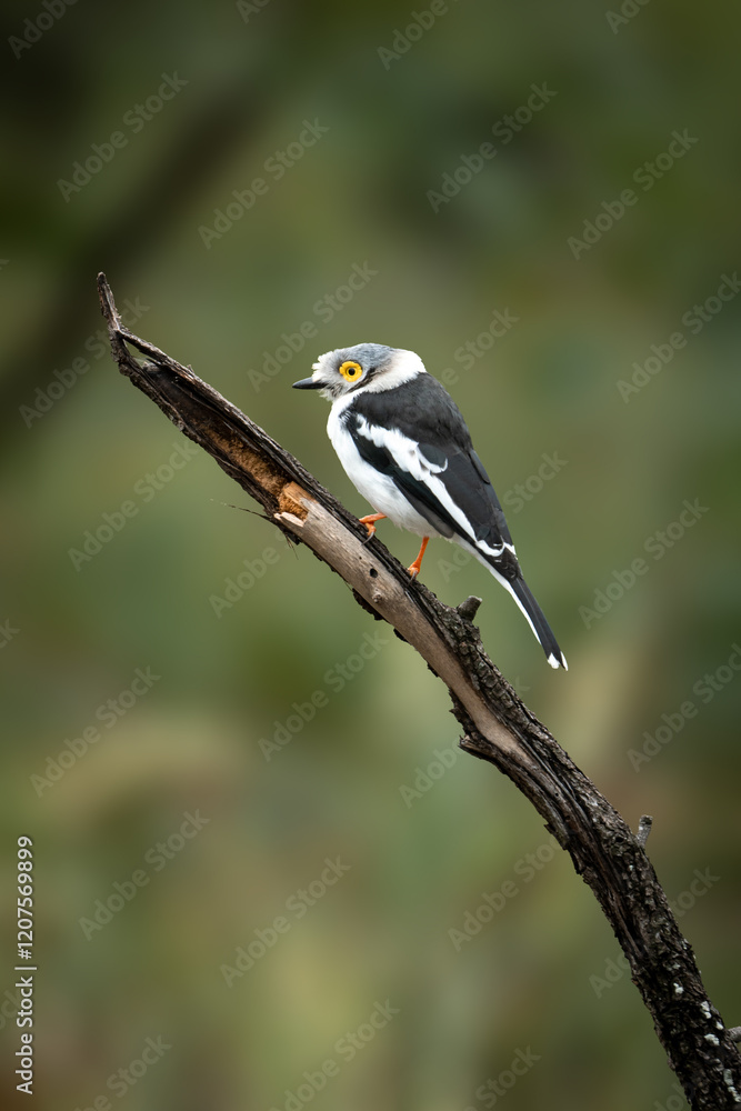 Yellow eyed bird Yellow eyed bird