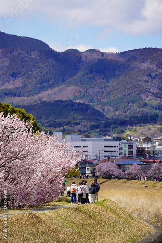 春めき桜が咲き誇る足柄の川沿い風景