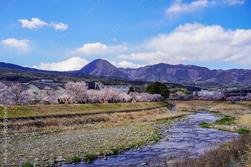 春めき桜が咲き誇る足柄の川沿い風景