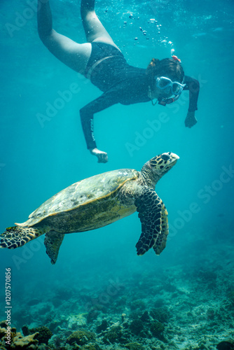 Swim with sea turtles