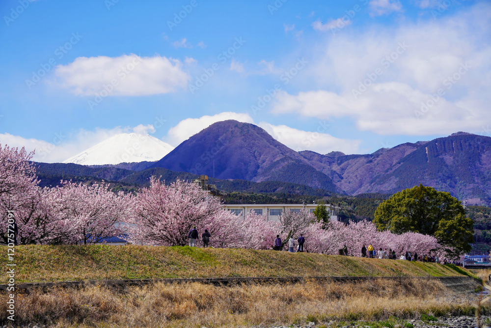 春めき桜が咲き誇る足柄の川沿い風景