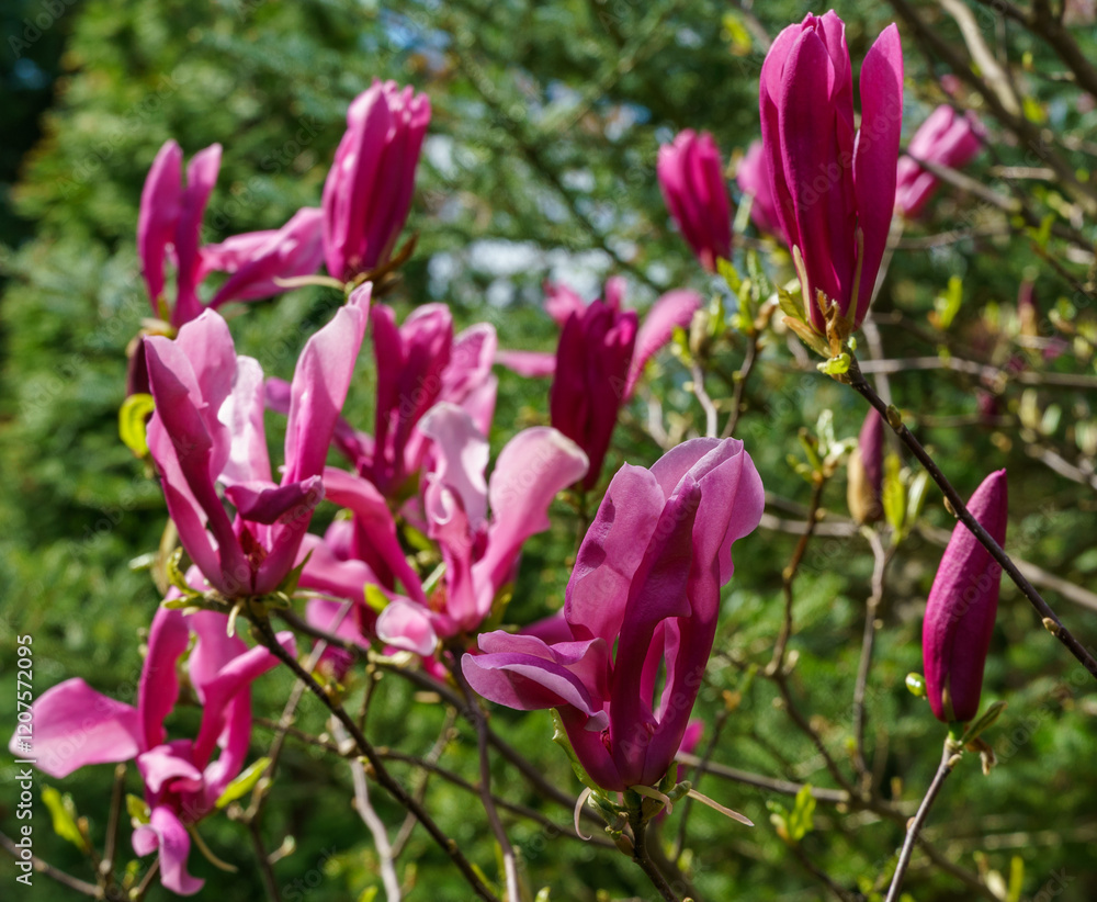 Fototapeta premium Beautiful blooming Magnolia Susan (Magnolia liliiflora x Magnolia stellata) with large pink flowers and buds in spring garden. Selective focus. Nature concept for design