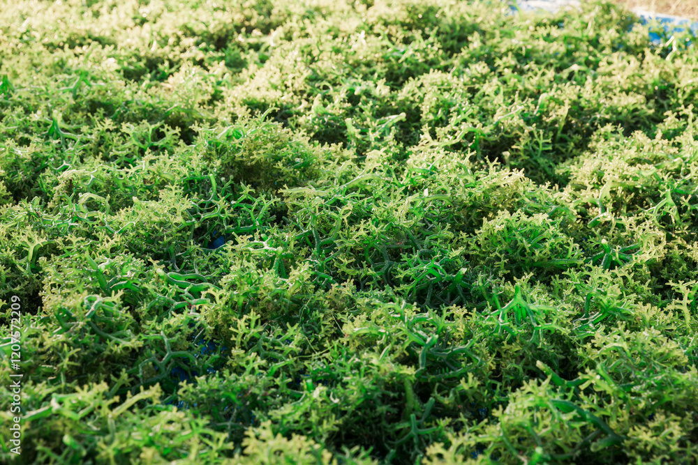 Seaweed farm at Nusa Lembongan in Indonesia. Algae farming Seaweed farm at Nusa Lembongan in Indonesia. Algae farming
