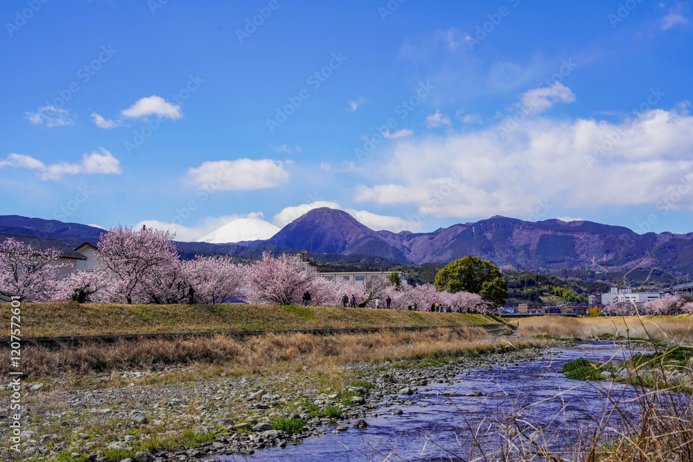 春めき桜が咲き誇る足柄の川沿い風景
