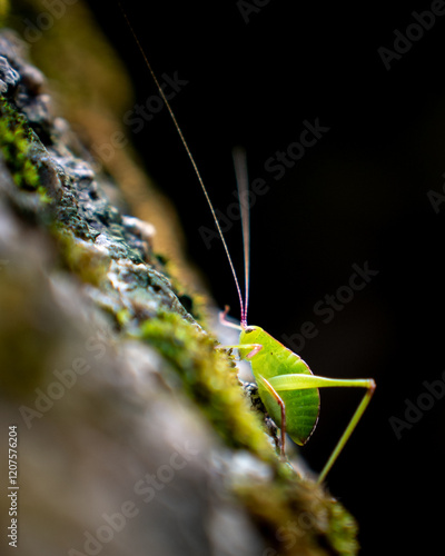 Close up Green Bug