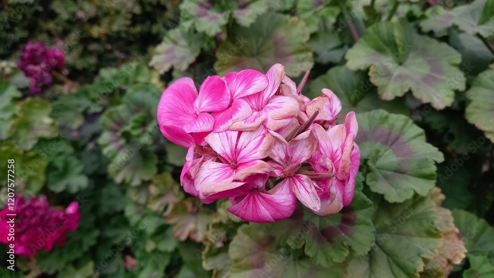 Pink Color Geranium garden Flowers Pink Color Geranium garden Flowers