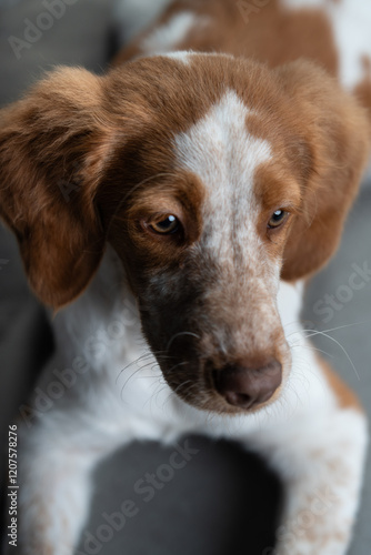 Beautiful portrait dogs looking down