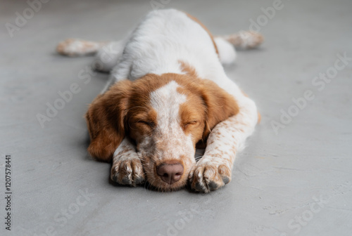 Beautiful portrait dogs looking sleep