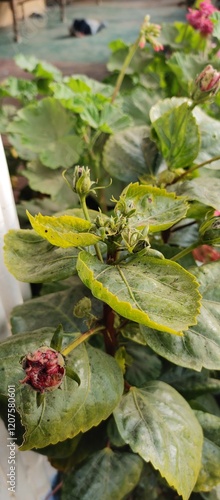 Hibiscus or China Rose Plant photo