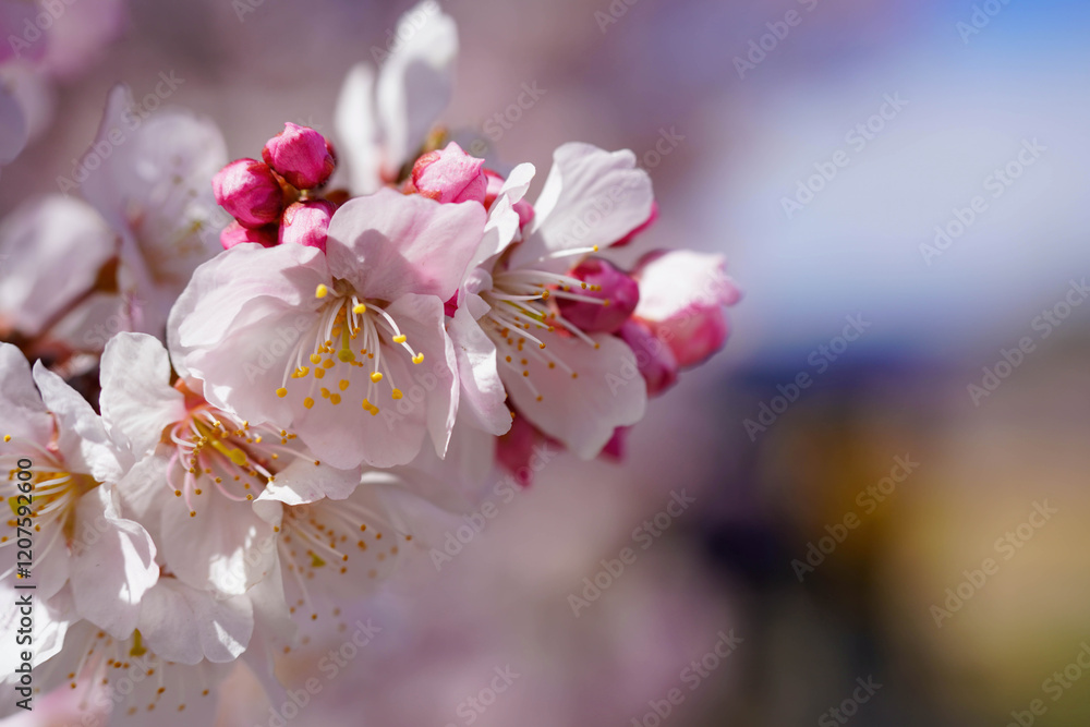 足柄の春を彩る春めき桜 足柄の春を彩る春めき桜