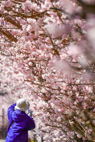足柄の春を彩る春めき桜