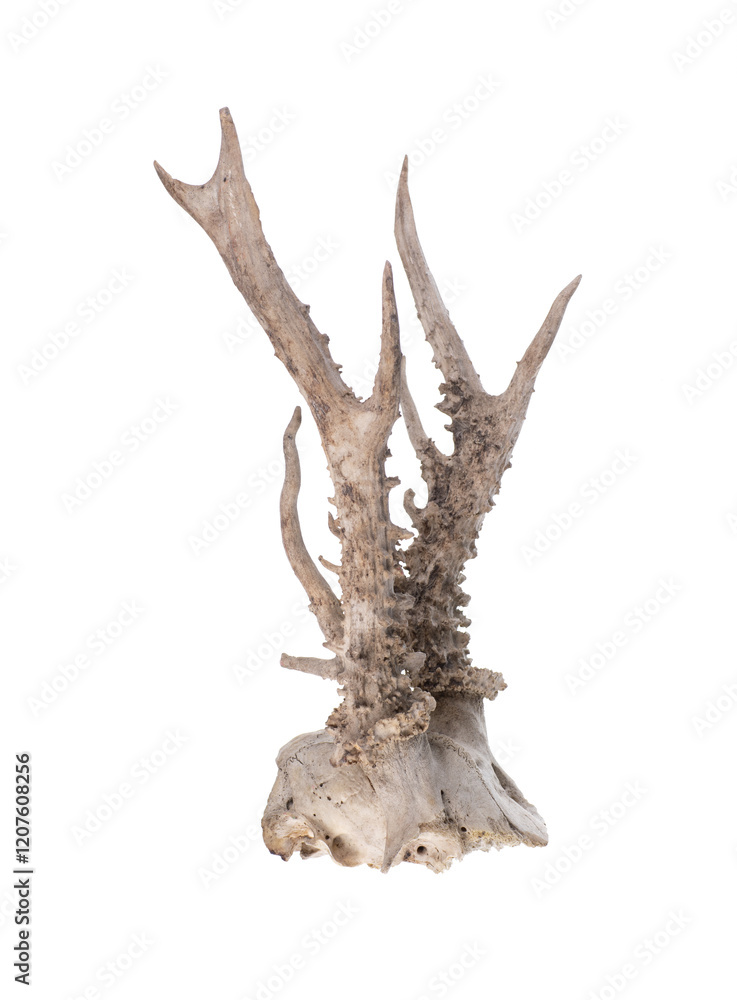 Fototapeta premium roe deer antlers isolated on white background