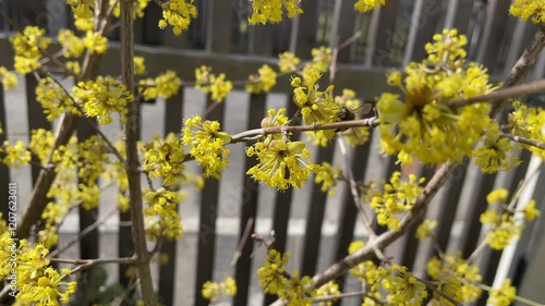 Nahaufnahme von einer blühenden Kornelkirsche im Sonnenschein. Frühlingserwachen. Frühblüher.