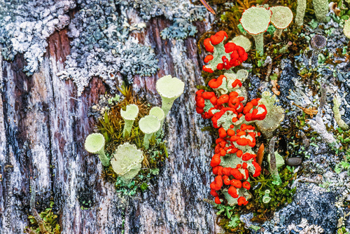 Cup lichen growing on an old tree stump photo